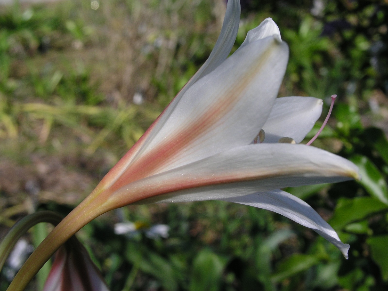 Crinum Lily, Bulbispermum Album ‘White Pawn’ type C, medium-size bulb NEW