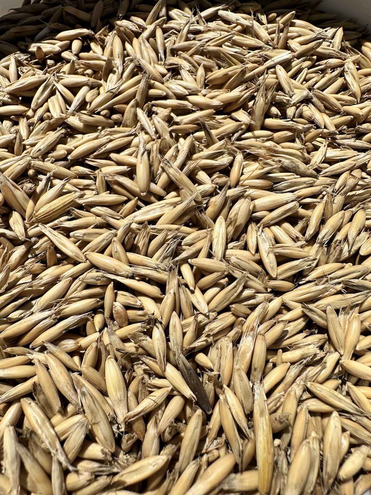 5 LBS Oat Seed Unhulled, Food Plot, Cover Crop, Deer, Garden