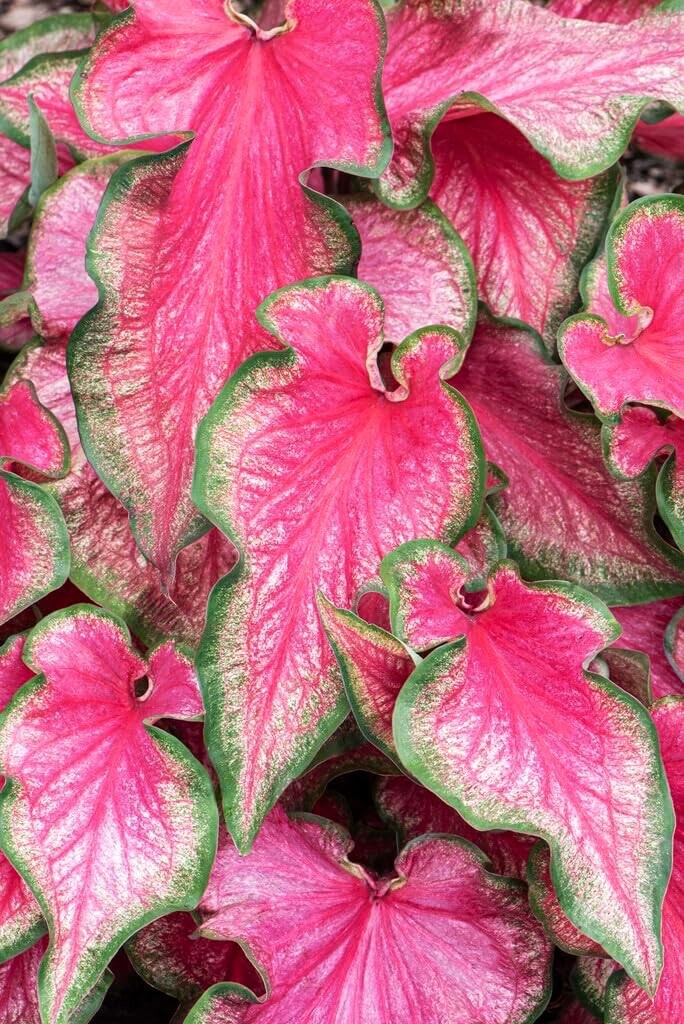 Lava Glow Caladium Bulbs for Planting – Perennial Hosta, Elephant Ears, Fancy