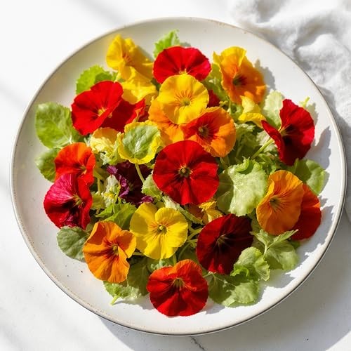 Jewel Mix Nasturtium Flower Seeds for Planting – Plant & Grow Heirloom Non 1