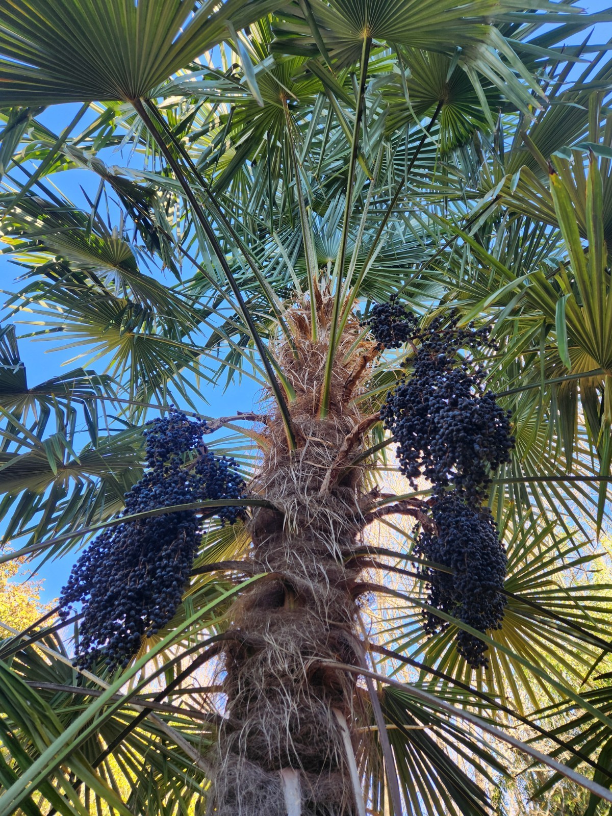 Trachycarpus Fortunei 50 Seeds 2025 Harvest