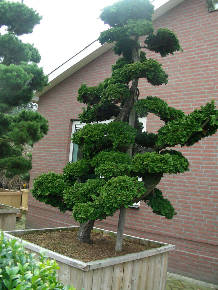 Hinoki Cypress, Chamaecyparis Obtusa, Tree Seeds