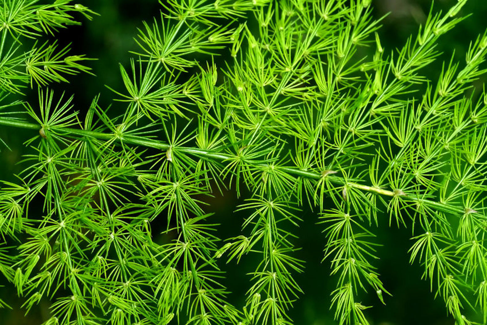 10 Seeds Setaceus Asparagus-Feather Ornamental Tropical Overstock