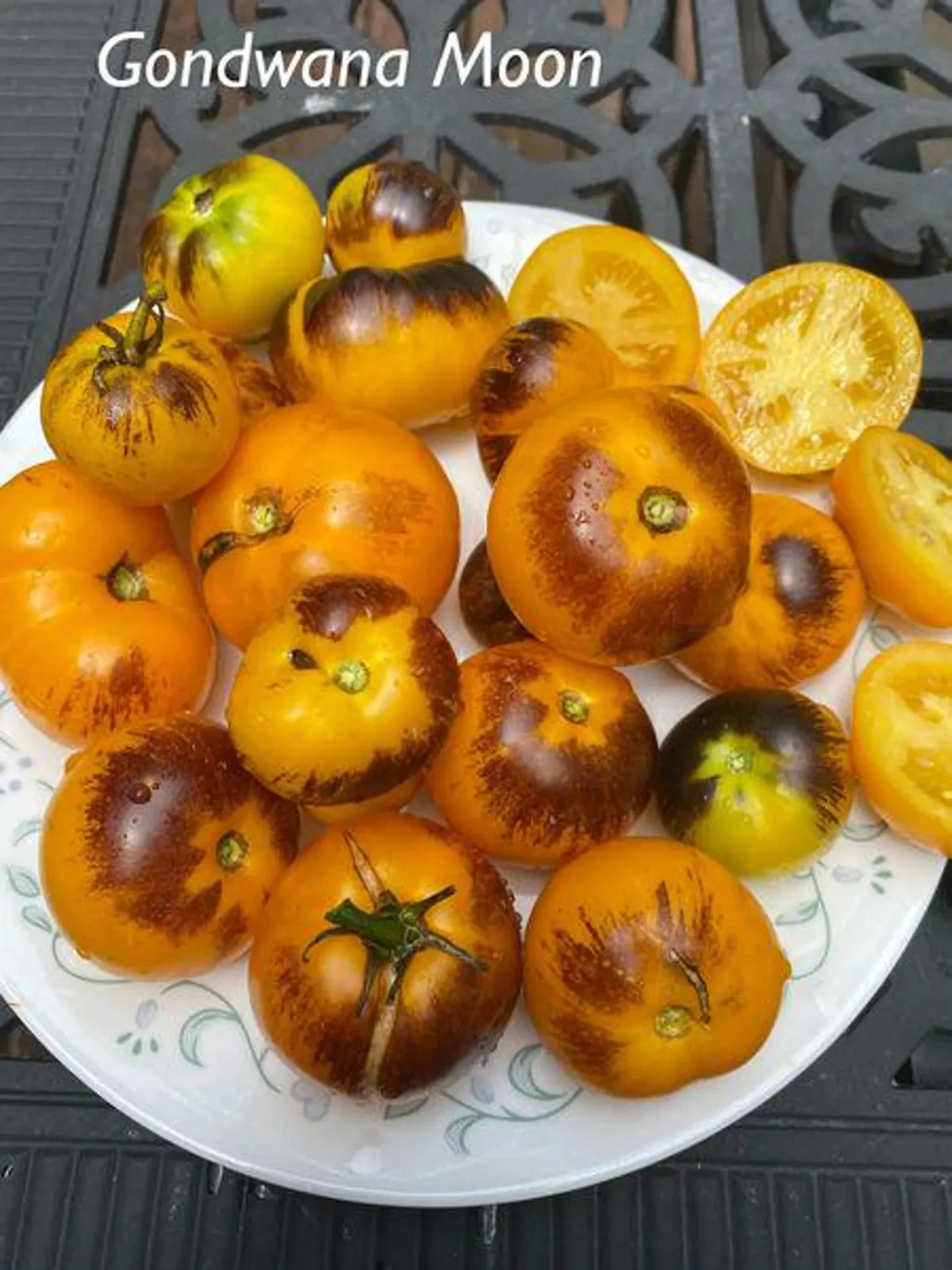 10 seeds Gondwana Moon DWARF Tomato ORGANIC Rare Variety