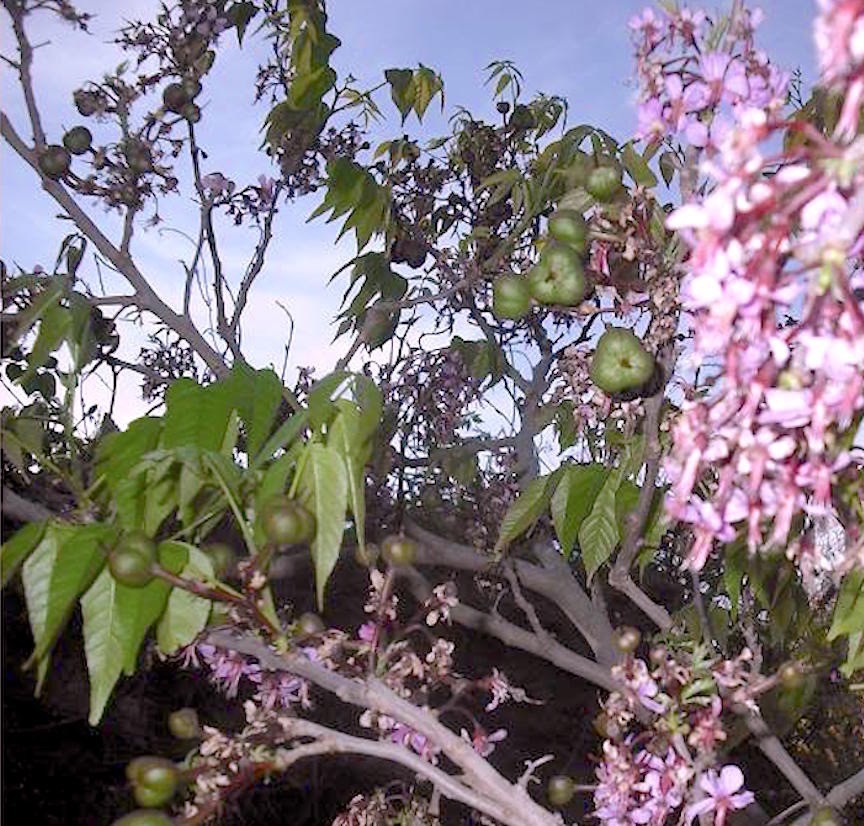 UNGNADIA SPECIOSA, MEXICAN BUCKEYE, FABULOUS NATIVE TREE/SCREENING SHRUB, 15 SDS
