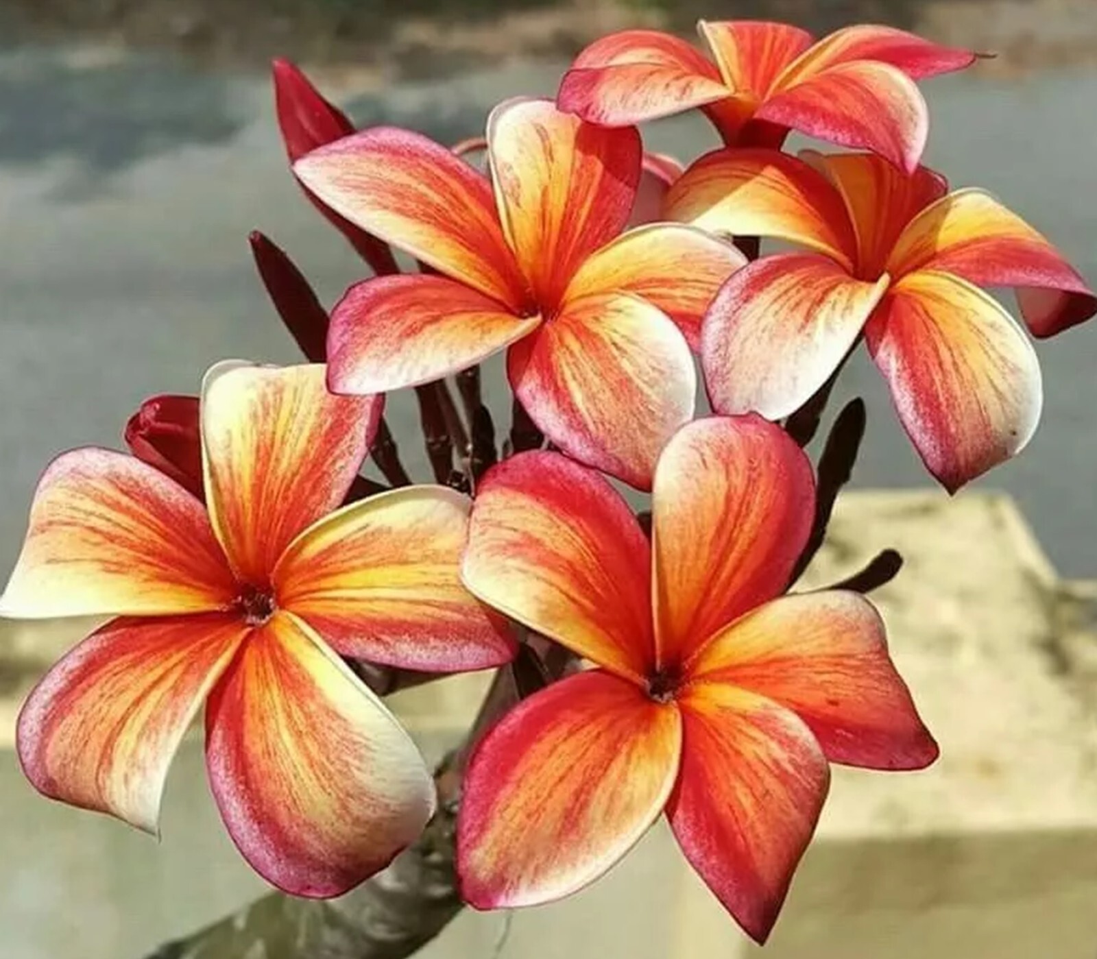 10 Orange Red Plumeria Seeds Perennial Flowers Seed Flower Frangipani US SELLER