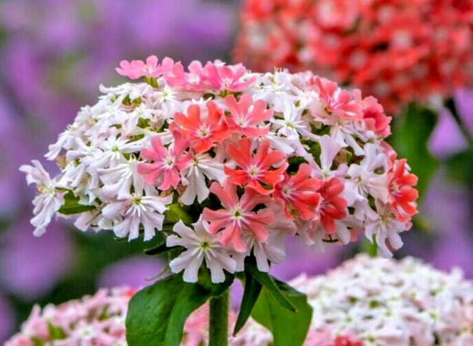 pink and white lychnis 100 SEEDS. rare color, Llychnis chalcedonia. beautiful.
