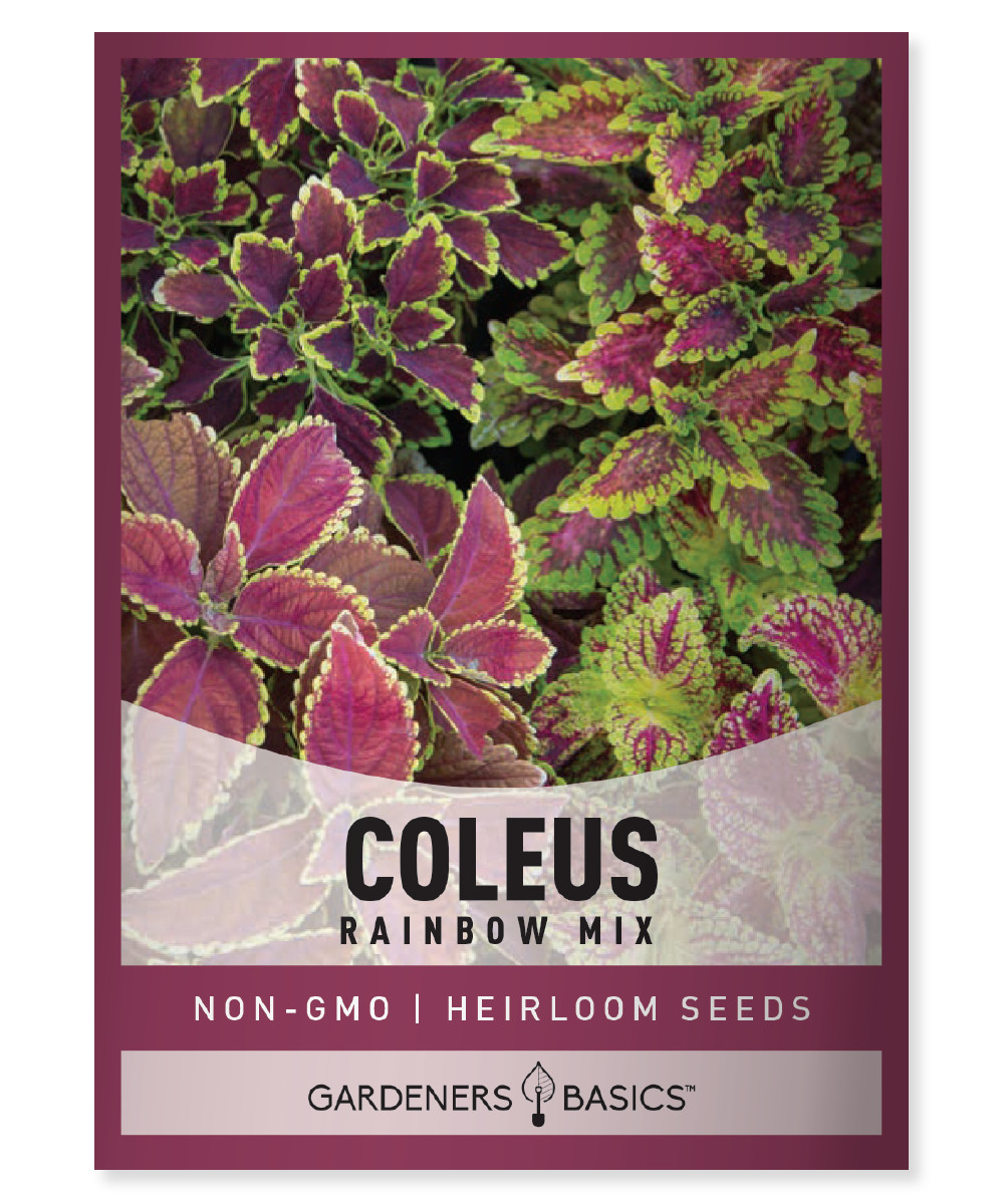 Rainbow Mix Coleus Seeds