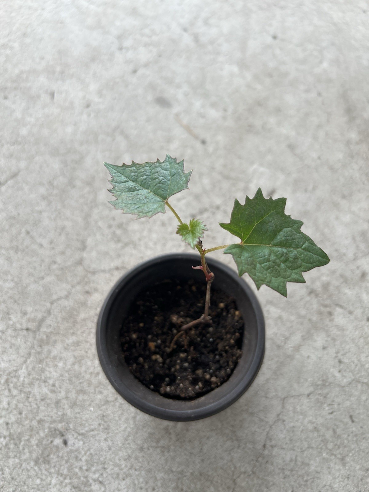 Kyoho Grape Starter Plant Seedling Live Plant Ready To Plant