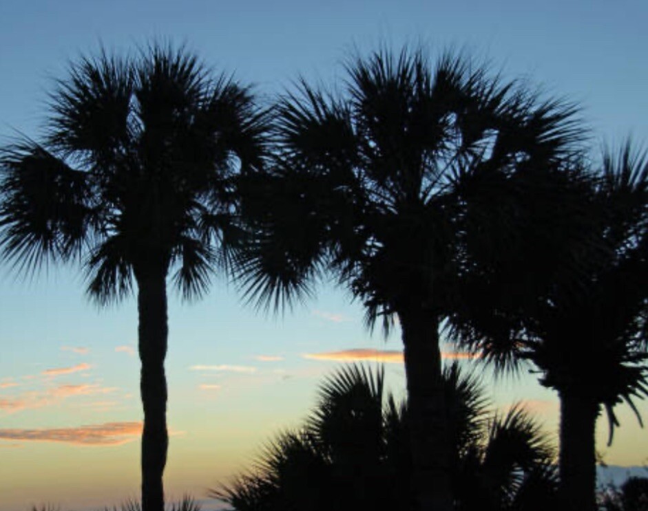 100+ Hardy Windmill Palm Tree Seeds ,USA Trachycarpus Fortunei SEEDS $5.00 SHIP