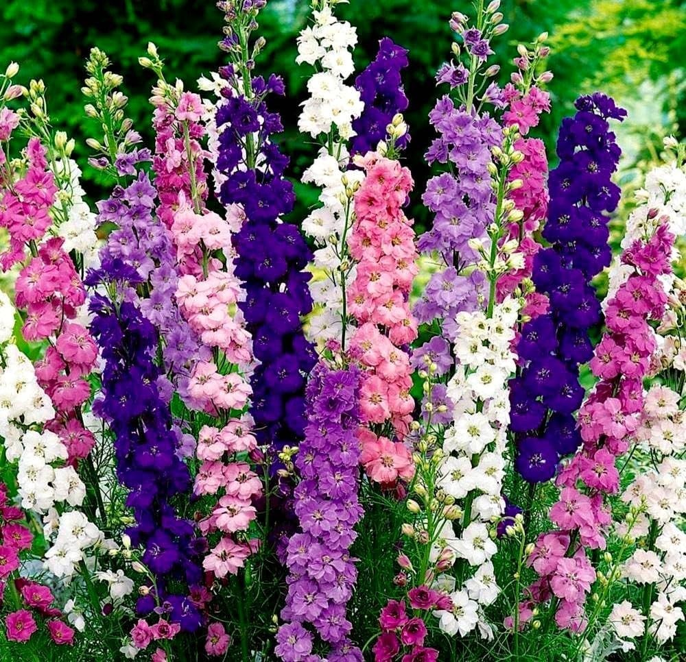 Larkspur Flower Seeds, 110pcs Delphinium Consolida, Tall Annual Wildflowers, …