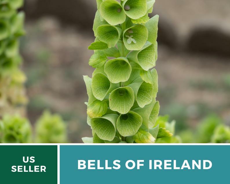 Bells of Ireland – 100 Seeds – Sow Spring or Fall – GMO Free (Molucella laevis)