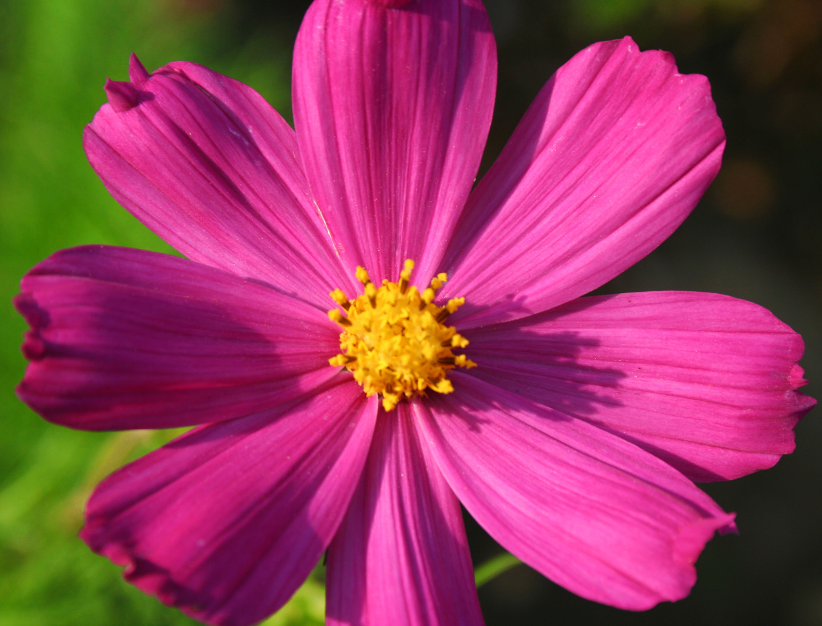 500 COSMOS BIPINNATUS Seeds (Dazzler Cosmos) | NON-GMO | Free shipping