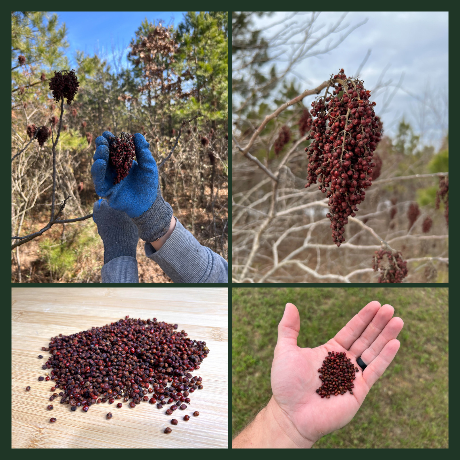 200 Winged Sumac Seeds (Rhus copallinum) Flameleaf/Shining Sumac – Zones 4-9 USA