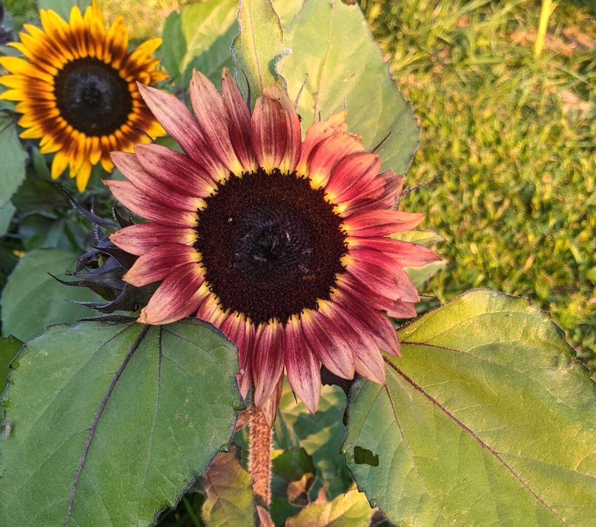 ProCut Ruby Eclipse Sunflower Seeds | Pink Red F1 Flower Seed 2024 Fast Shipping