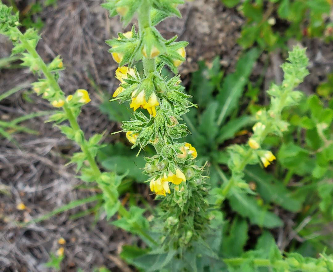 Wand Mullein | 25 Seeds | Verbascum virgatum | Florida Grown | Wild Harvested