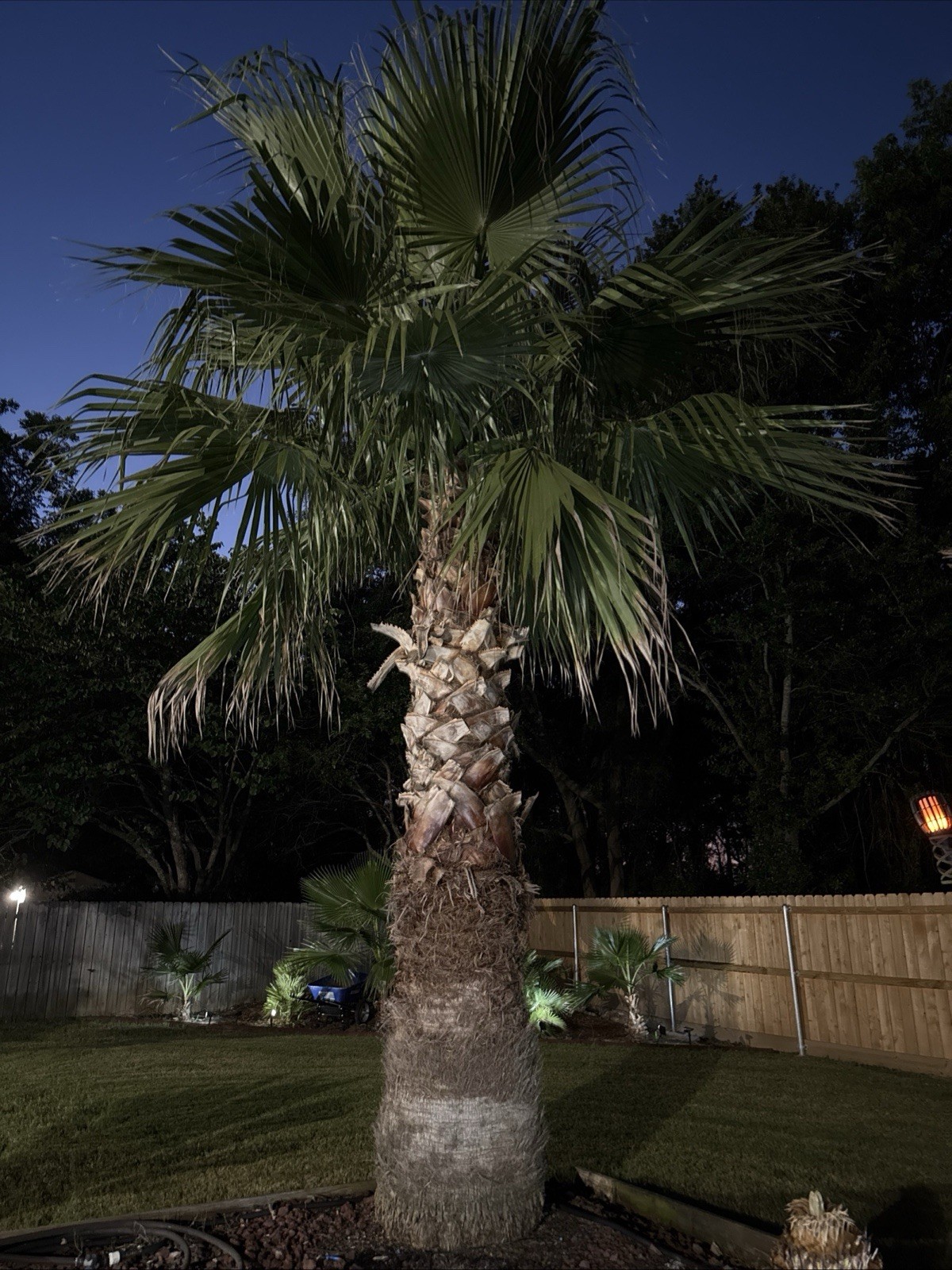 100+ MEXICAN FAN PALM TREE SEEDS, WASHINGTON ROBUSTA Harvested And Cleaned 2025