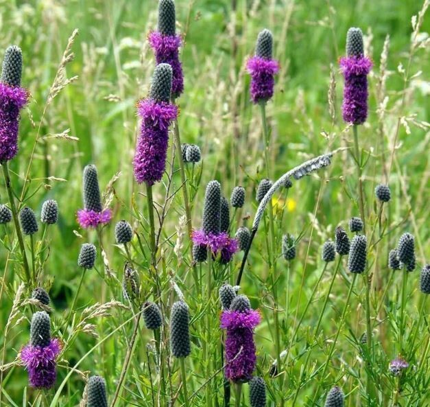 1600 Purple Prairie Clover Seeds USA Harvested pollinator bee butterfly