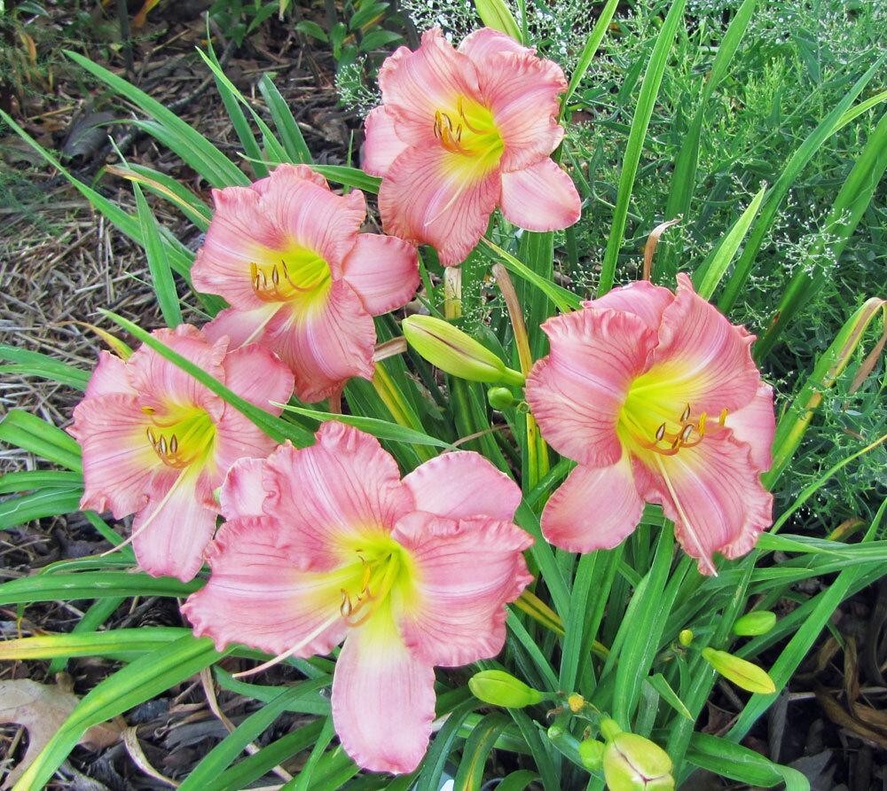 2 – JOLYENE NICHOLE Daylily Perennial Flower Bulb Bare Root Plants