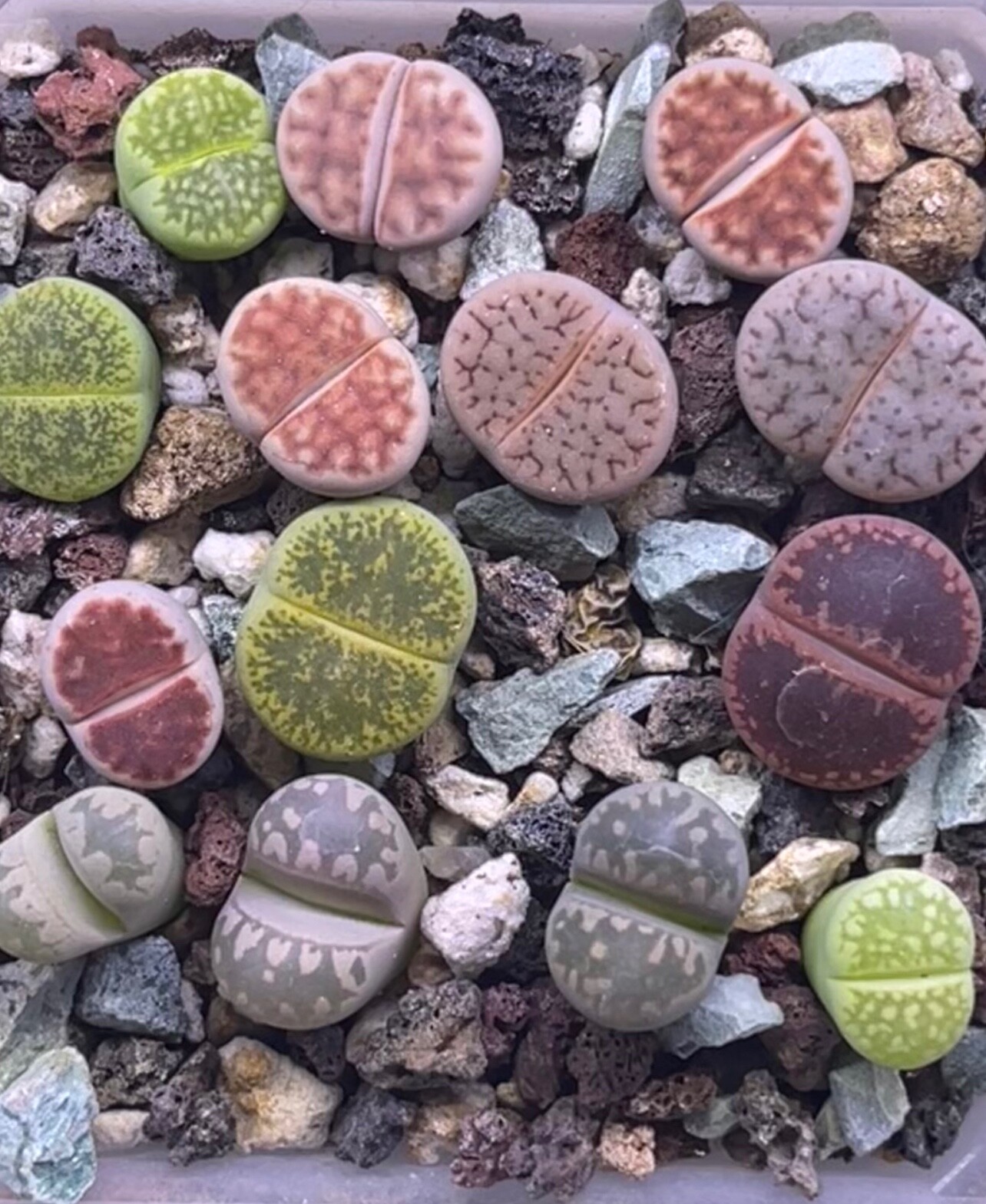 Lithops Kit+Sm.Plant; 30+Mixed Seeds, Great Germination; Appropriately Aged Seed
