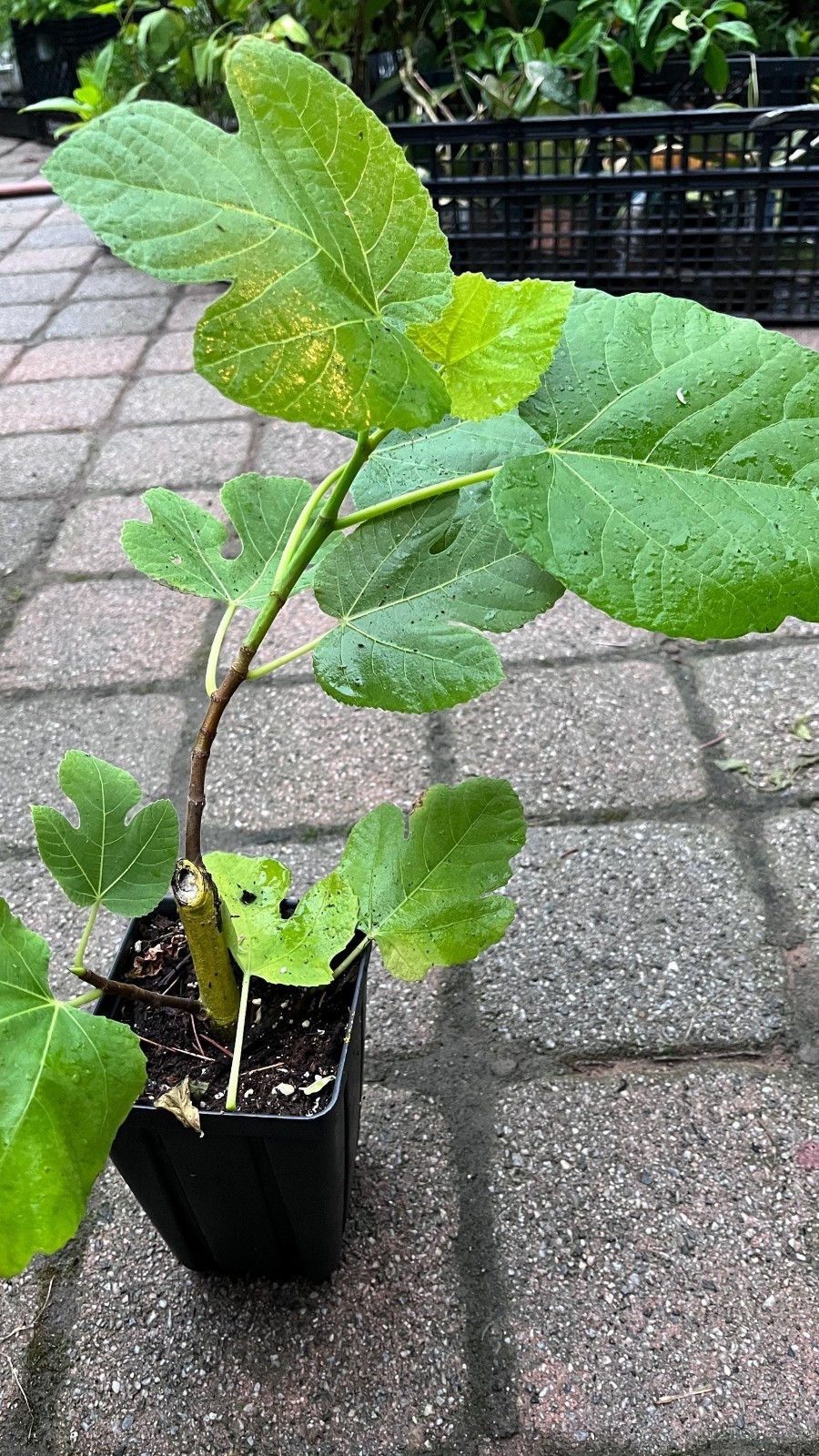 Fig Tree White Marseilles Plant well rooted starter plant 3-5 inches tall