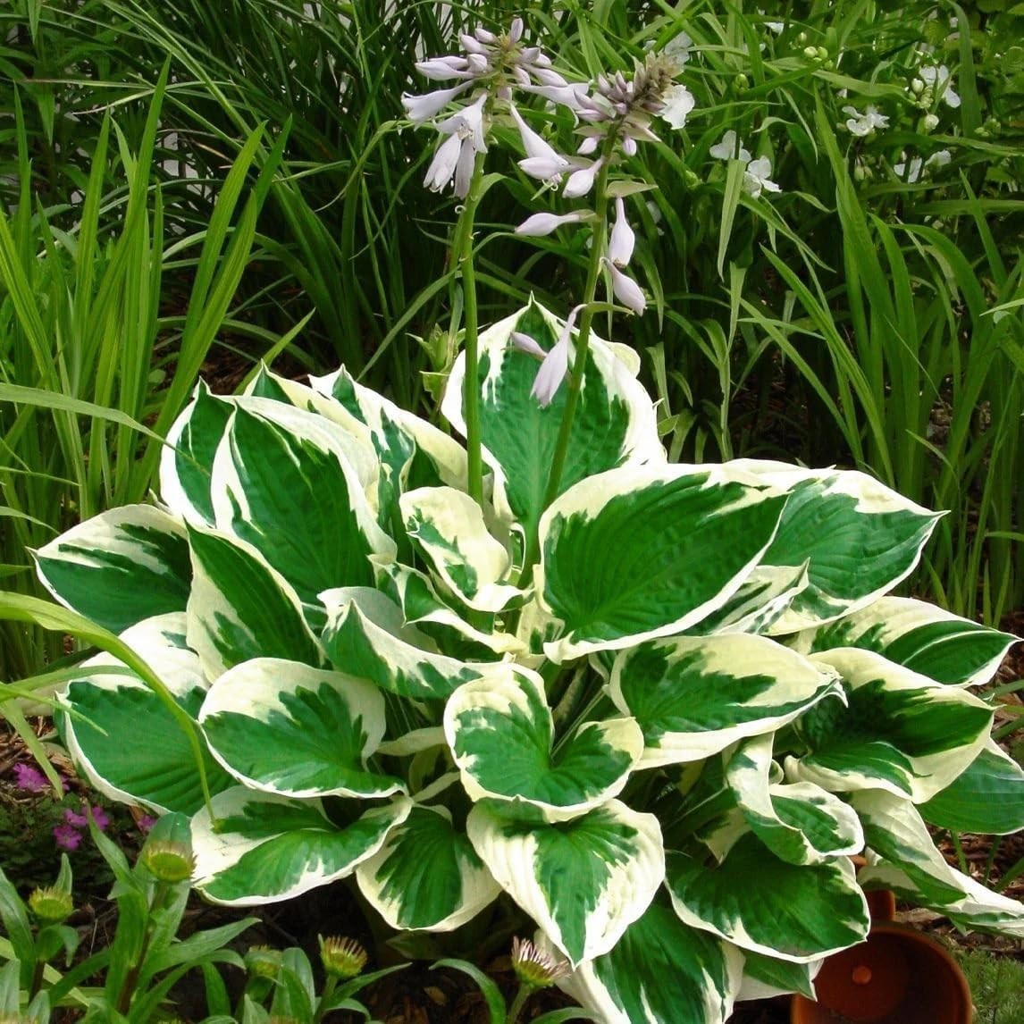 302+ Hosta Seeds for Planting Outdoors, Hosta Seeds Shade Plant Seeds Perenni…