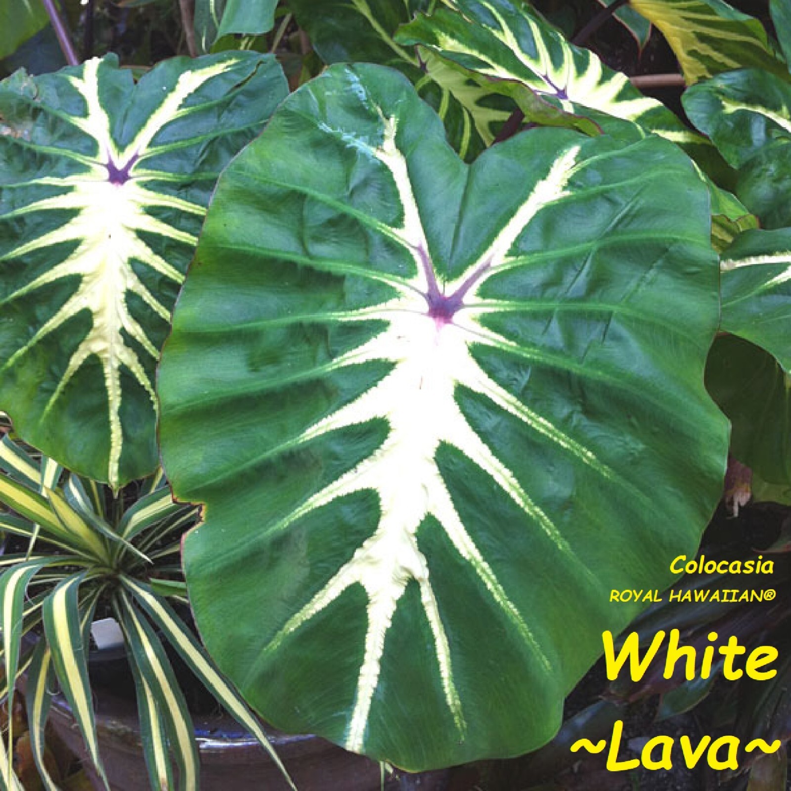 ~WHITE LAVA~ Colocasia esculenta AUTHENTIC ELEPHANT EAR Live potted Small Plant