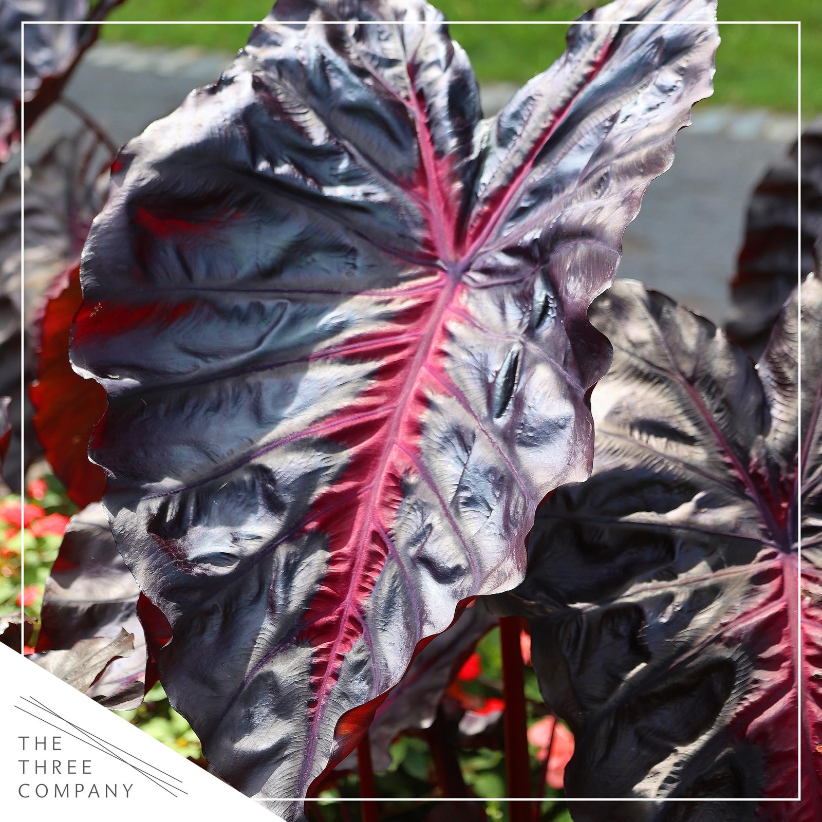 Live Colocasia – Redemption, 10” Tall by 5” Wide in 1.76 Qt Pot, Trimmed Back…