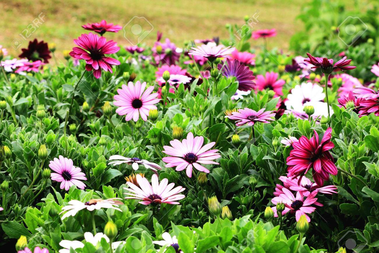 200+AFRICAN DAISY Cineraria Mix Flower Seeds Cape Marigold Drought Tolerant Easy