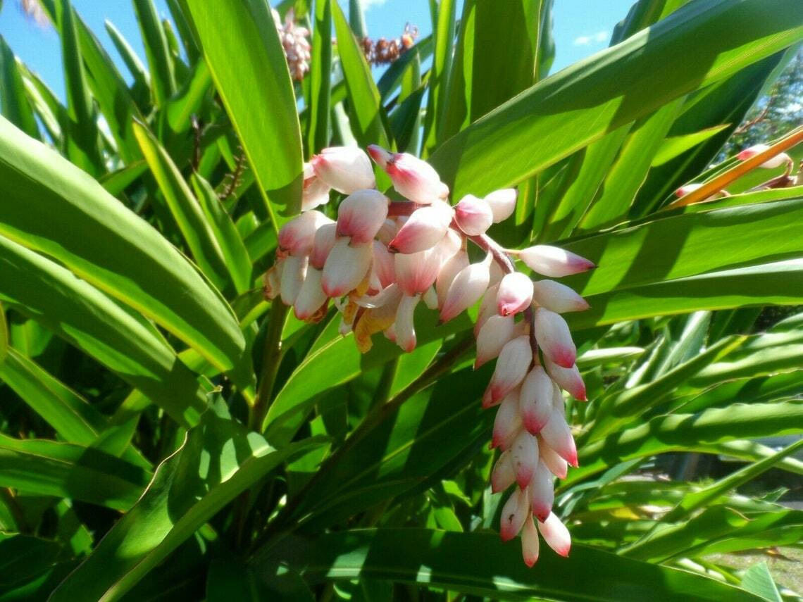 Shell Ginger Rhizomes-Bulb Only