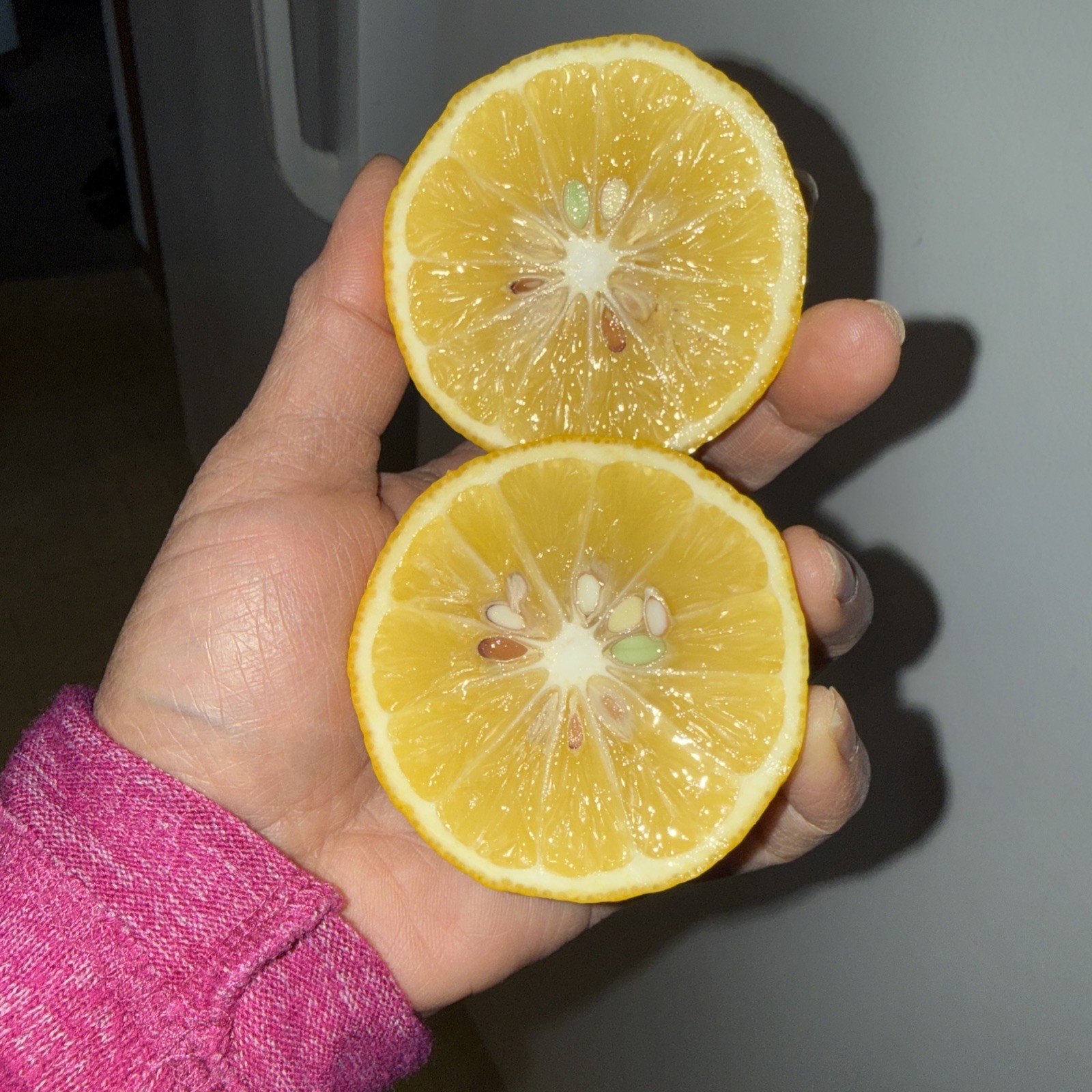 MeyeLemon🍋 30 seeds Organic NonGmo Pesticide Free