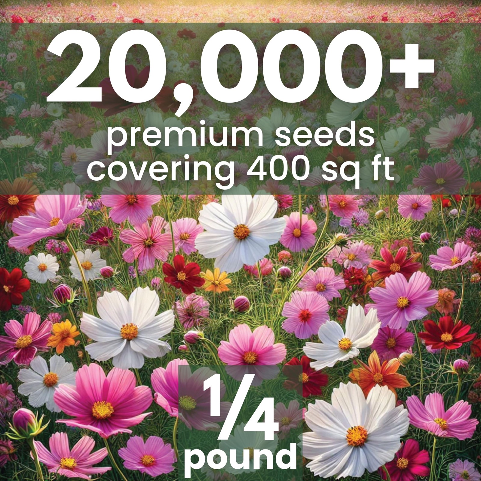 Bulk Cosmos Flower Seeds 20,000 Count for Planting 1/4 Pound Pouch