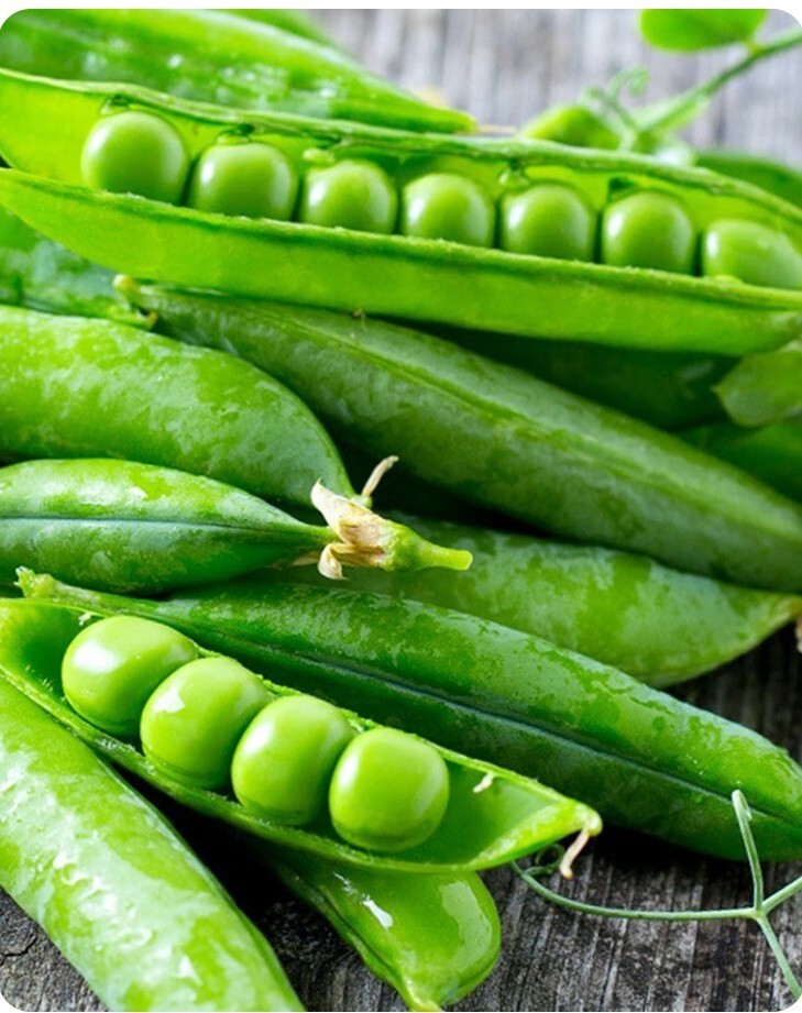 20+Sugar Lace II Snap Pea Seeds Bush Green Sweet pea Selfsupporting Heirloom USA