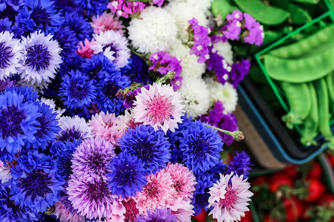 Cotton Candy Mix Tall Bachelor Button Seeds |Edible Wild Flower Cornflower 2024