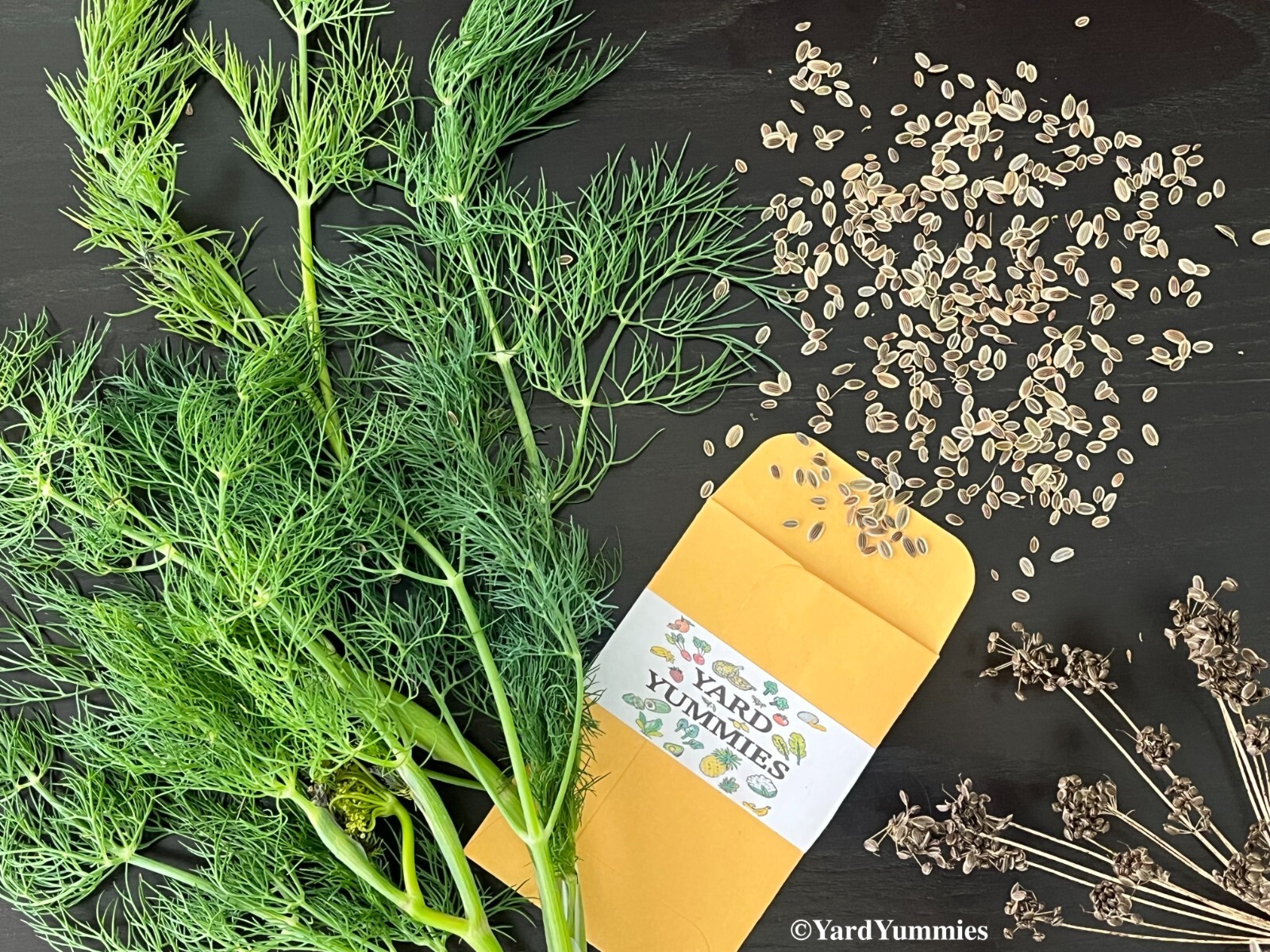 Bouquet Dill Herb Seeds- 300 SEEDS Heirloom Anethum Graveolens Naturally Grown