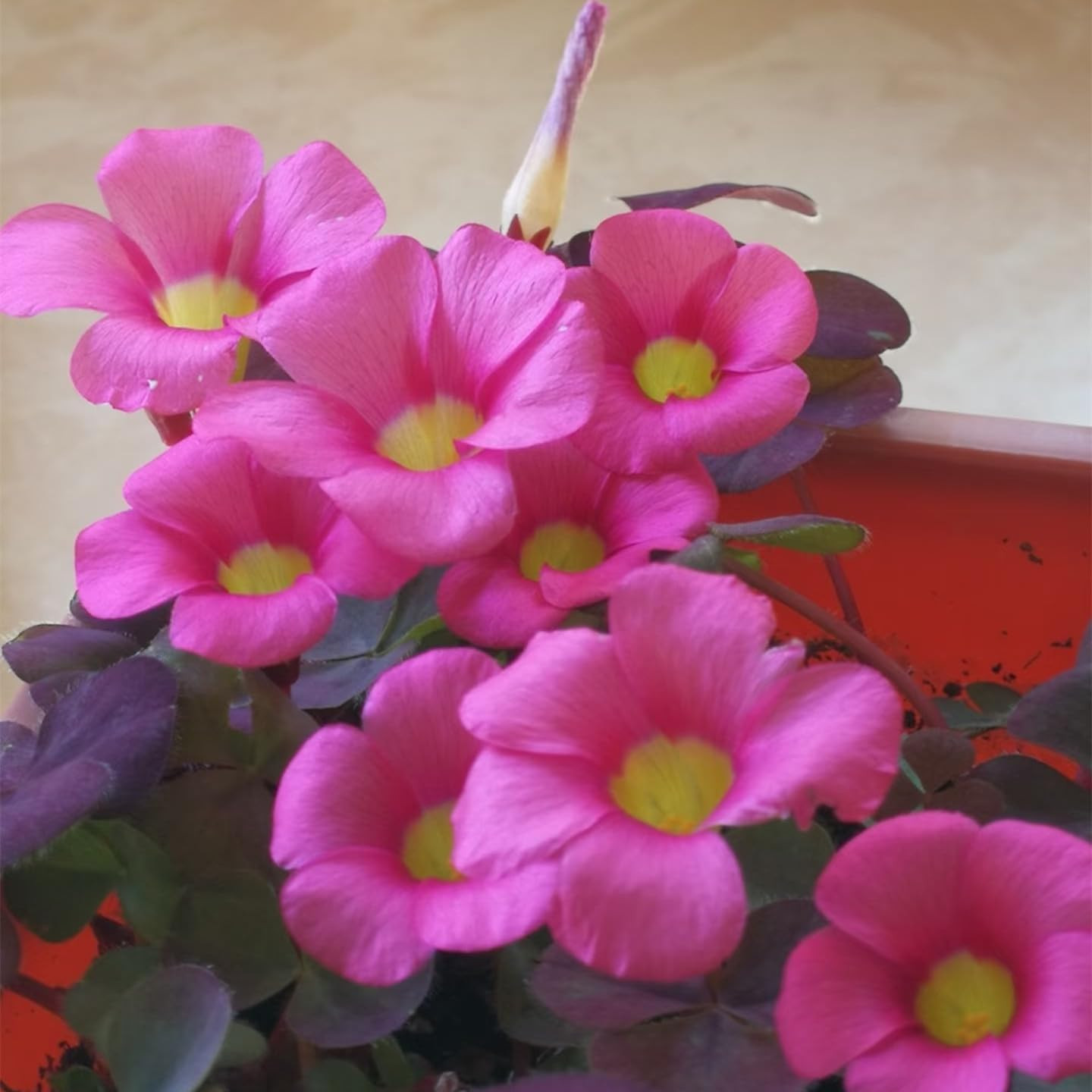 12 Purple Shamrock Bulbs Oxalis Triangularis for Planting, Flower Bulbs Indoor O