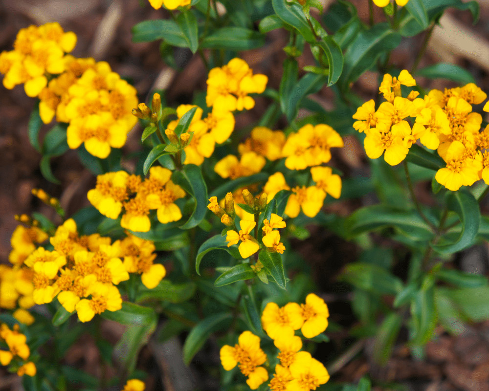 Mexican Tarragon Seeds, NON-GMO, Texas Tarragon, Mexican Mint Marigold