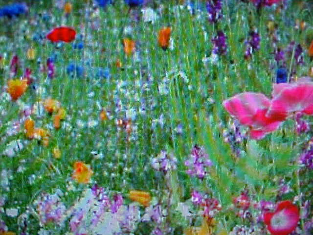 1/16 LB ( ONE-OUNCE ) KISS OF MY LOVE WILDFLOWER “47 VARIETY” MIX OF SEEDS