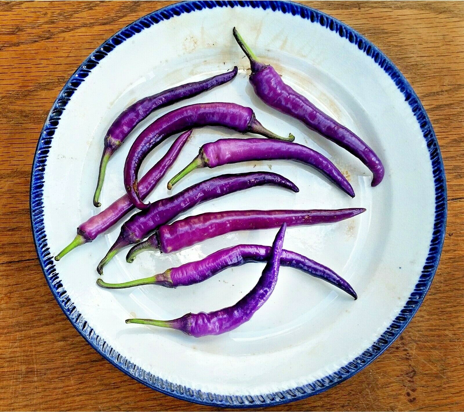 PURPLE CAYENNE pepper seeds NON-GMO big color big flavor BRIGHTEN UP YOUR SALSAS