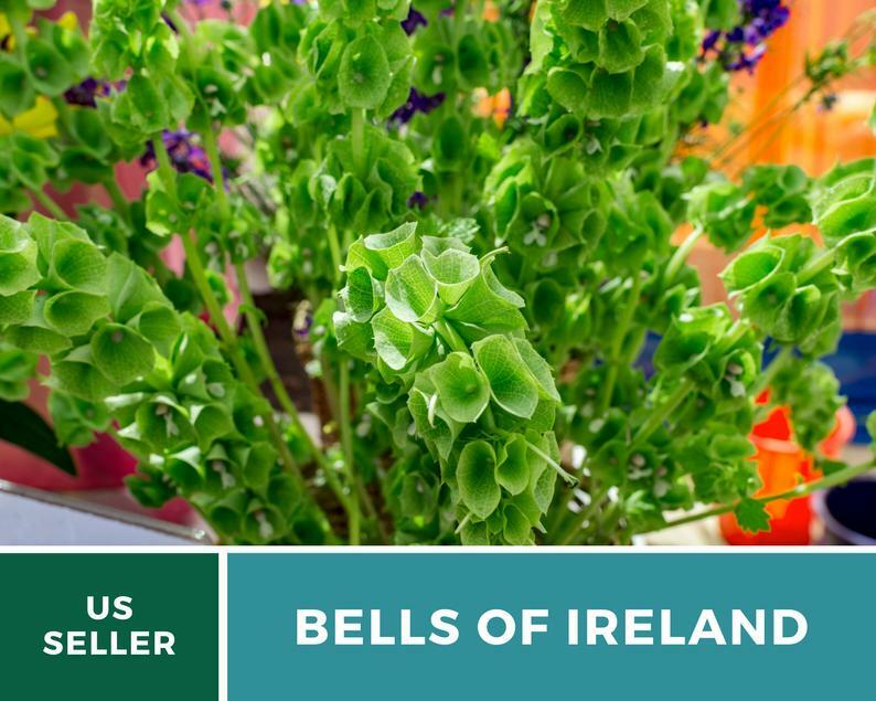 Bells of Ireland – 100 Seeds – Sow Spring or Fall – GMO Free (Molucella laevis)
