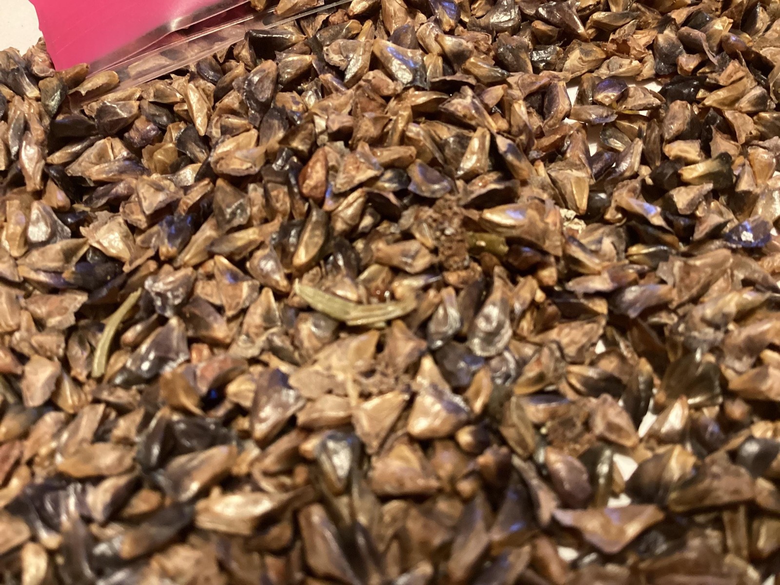 Balsam Fir Tree Seeds (Abies Balsamea) Packets