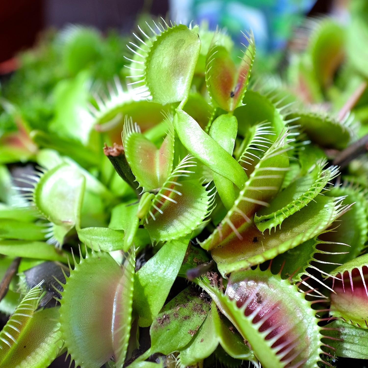 Venus Flytrap Seeds – 10 Pcs Perennial, Unique & Carnivorous, Indoor Plant Se…