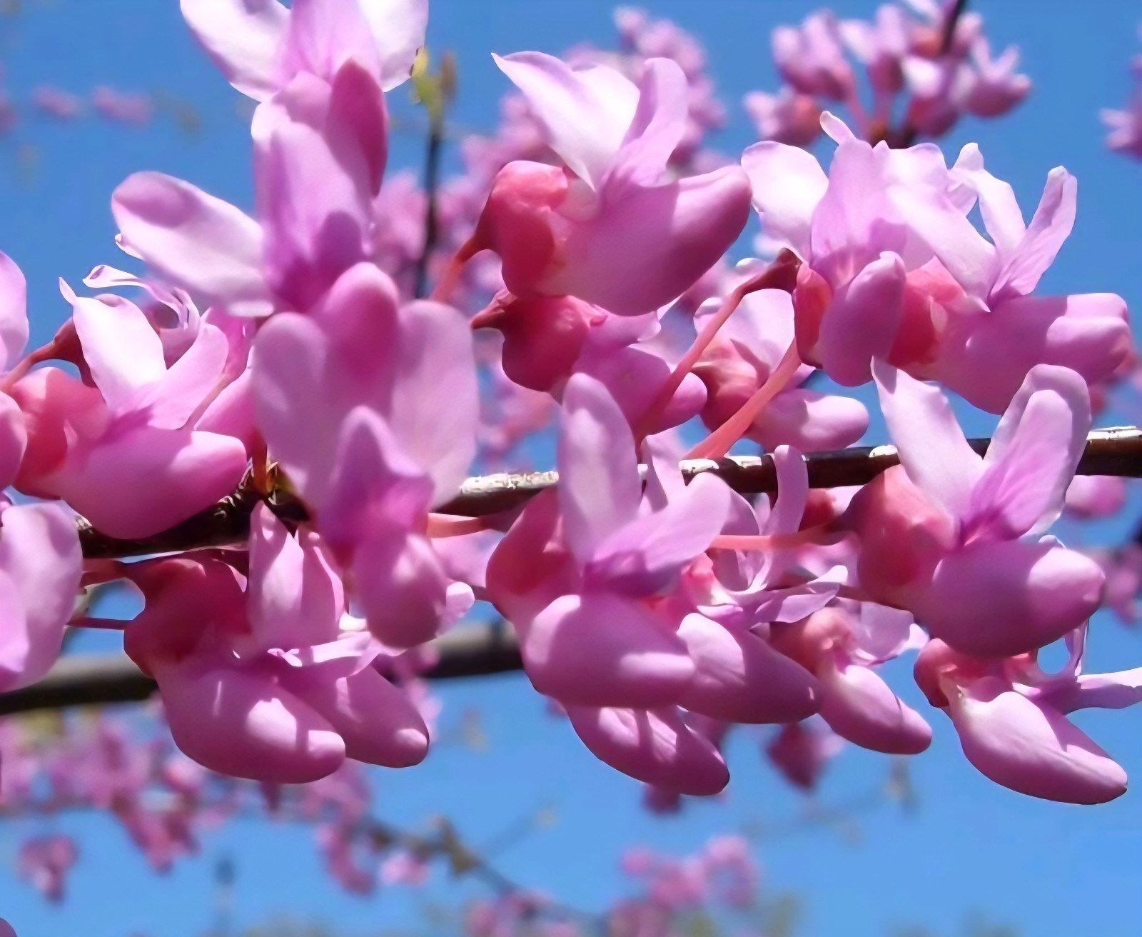 100 Eastern Redbud tree (Cercis canadensis) seeds