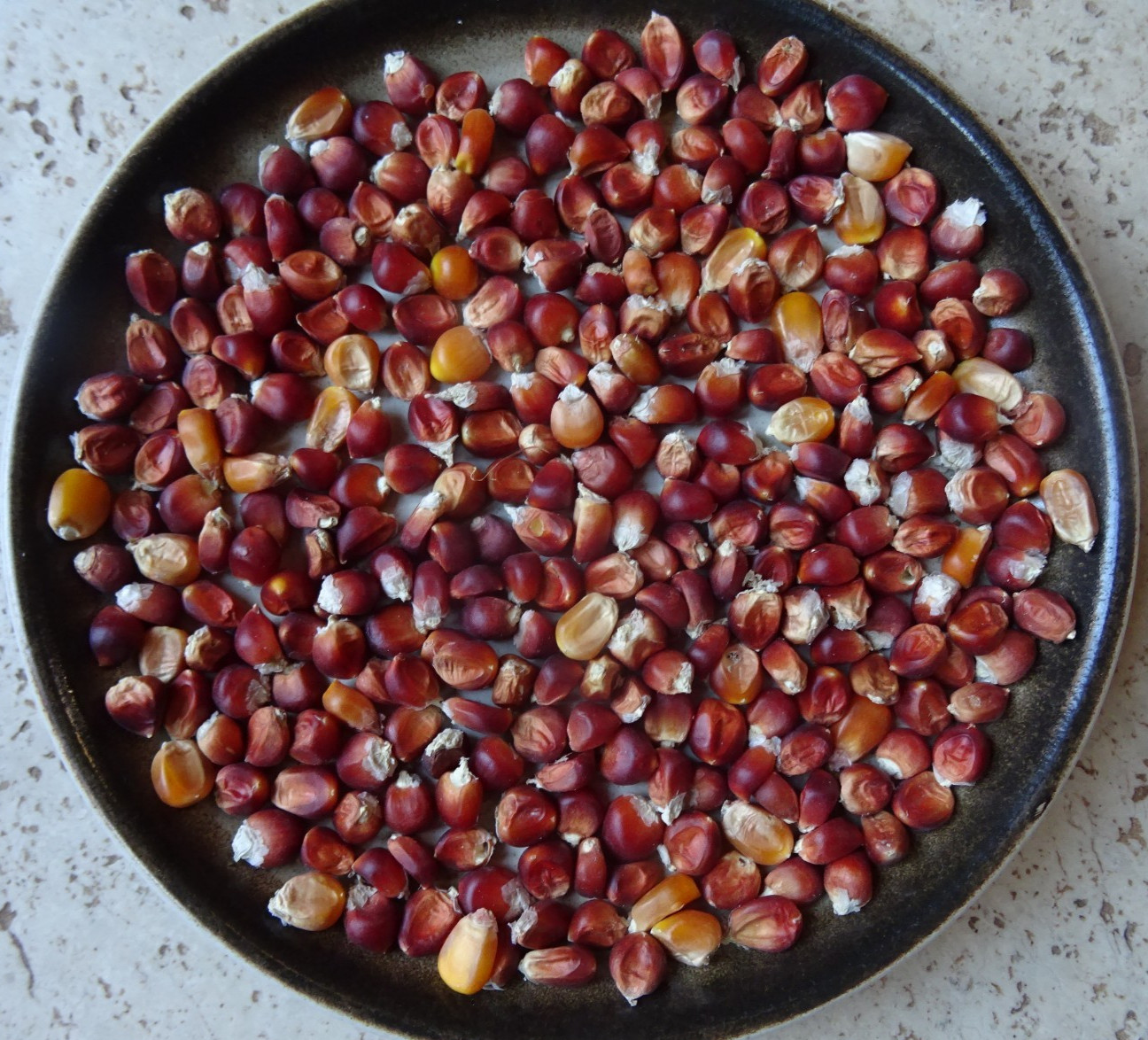 ORGANIC FLORIANI RED FLINT CORN 30 seeds Italian Heirloom From 2025 Non GMO