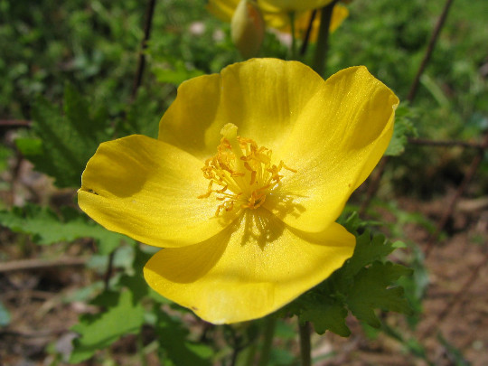 5 Yellow Wild Woodland Poppy Celandine Woodland Marsh ~Native H