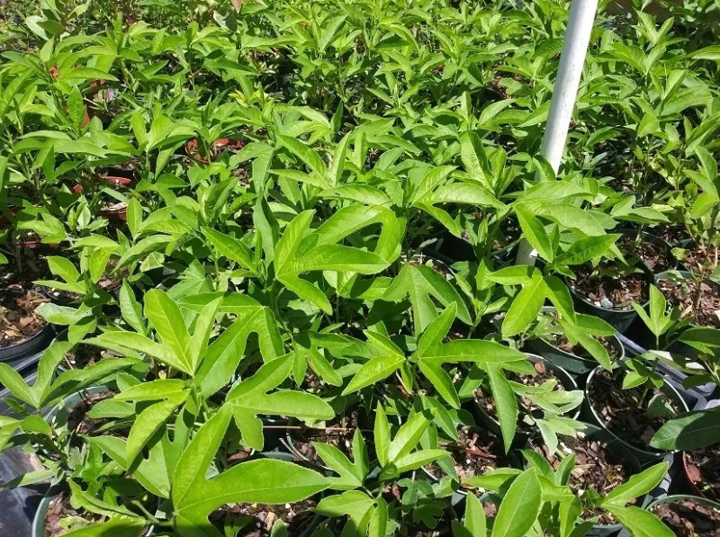 Passiflora Inspiration Live Plant – 4-8″ Tall – Exotic Flowering Vine for Trelli