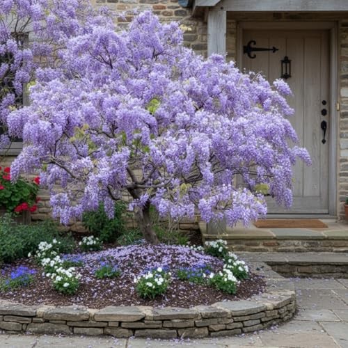 10pcs Japanese Wisteria Floribunda Flower Seeds – Lavender Purple Ornamental