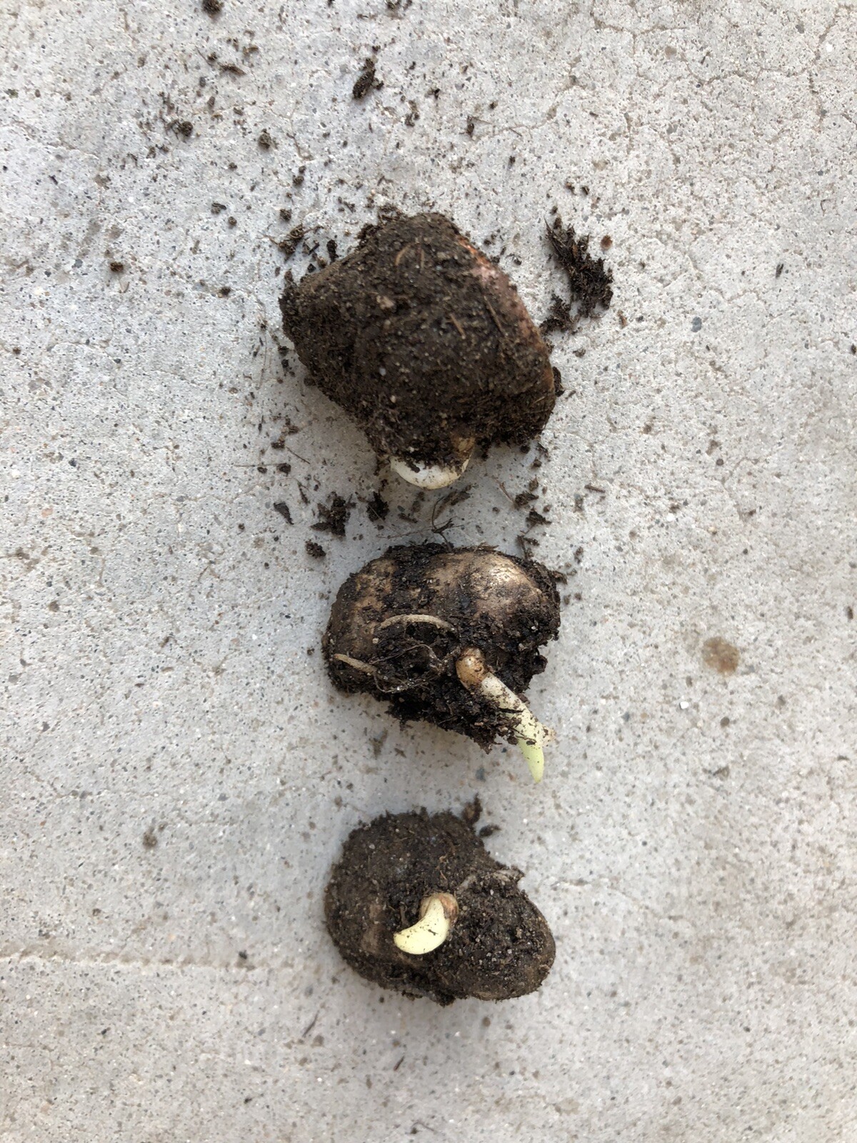 Sprouted Turmeric Roots 3 PCs Cutting Curcuma Longa Ready To Plant