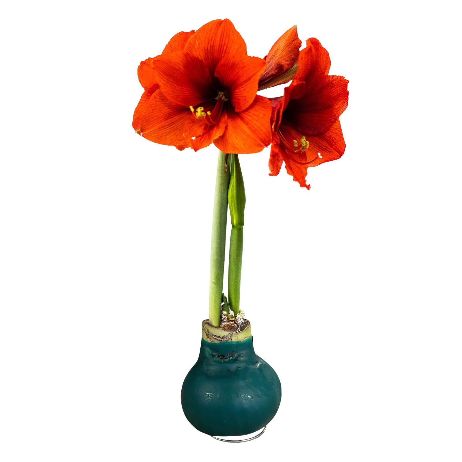 Live Waxed Amaryllis Bulb Green Wax, Red Blooms, No Watering Needed