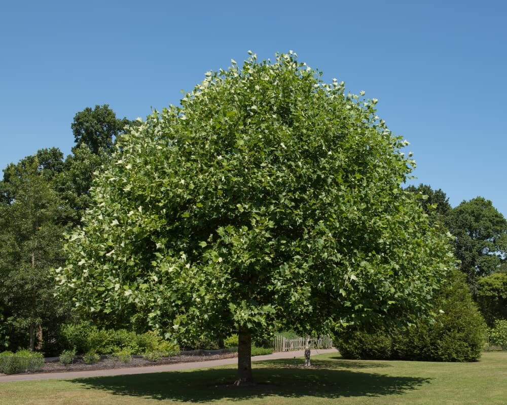 25 Tulip Poplar Seeds for Planting – Stunning Tulip Shaped Flowers – Fast Growin